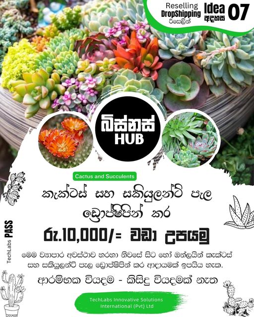 කැක්ටස් සහ සකියුලන්ට් (Cactus and Succulents) පැළ ඩ්‍රොප්ෂිපින් කර මාසිකව රු.10,000 වඩා උපයමු !