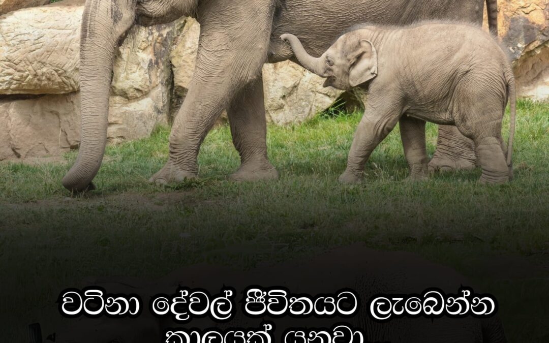ජීවිතය ජය ගන්න නම් කිසිම දේකට ප්‍රමාද වෙන්න එපා