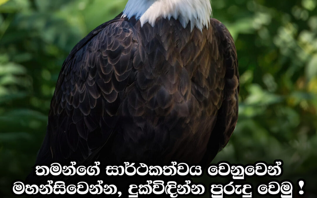 තමන්ගෙ සාර්තකත්වය වෙනුවෙන් මහන්සි වෙන්න දුක් විදින්න අපි පුරුදු වෙමු