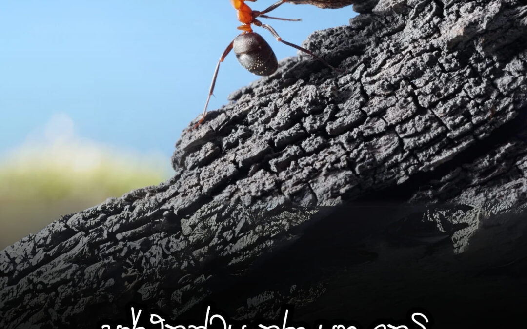 ලෝකයේ සාර්ථක වූ මිනිසුන් සියළු දෙනා තුලම තිබූ රහස් මුලධර්ම අට