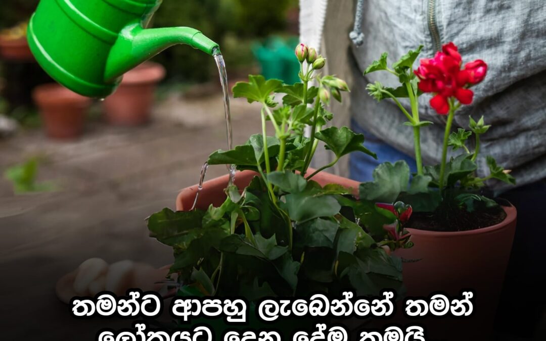 තමන්ට ආපහු ලැබෙන්නේ, තමන් ලෝකයට ඒ දෙන දේම තමයි